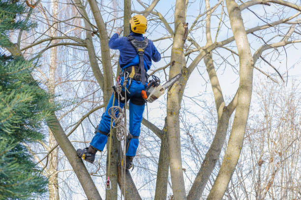 Best Hazardous Tree Removal  in Redwood Valley, CA