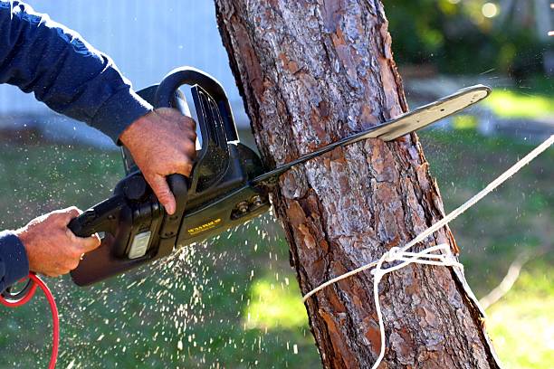 Best Commercial Tree Services  in Redwood Valley, CA