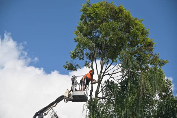 Best Tree Removal  in Redwood Valley, CA