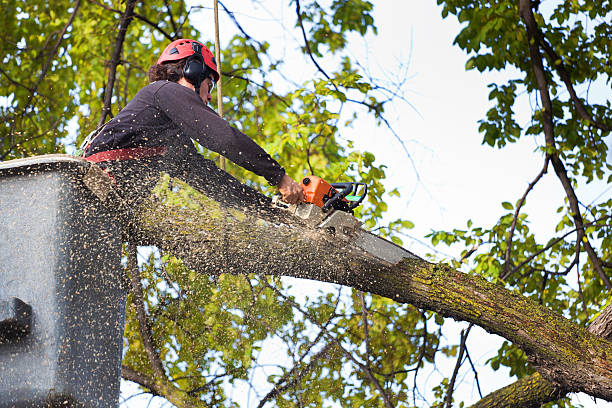 Best Utility Line Clearance  in Redwood Valley, CA