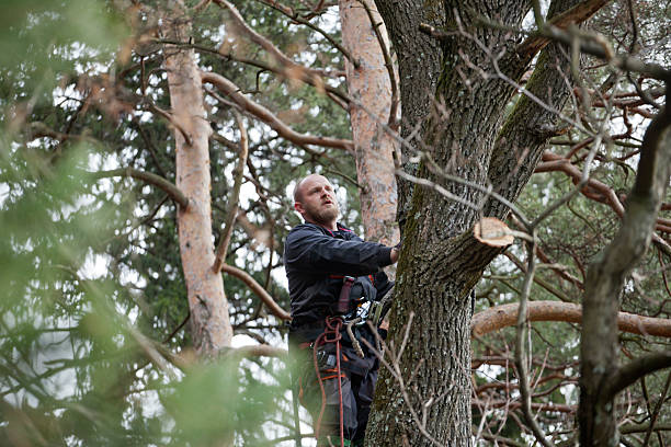 Best Tree Risk Assessment  in Redwood Valley, CA