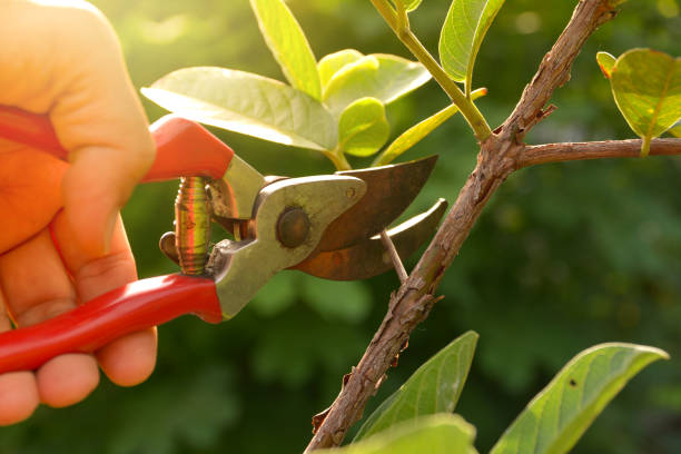 Best Hedge Trimming  in Redwood Valley, CA